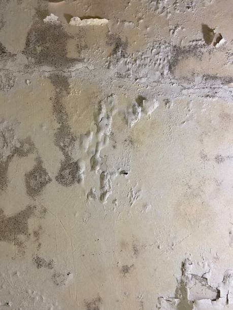 Best Mold Remediation for Schools in Steele, AL