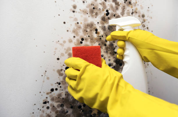 Best Black Mold Remediation in Steele, AL