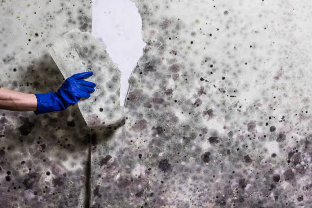 Best DIY Mold Remediation Support Services in Steele, AL